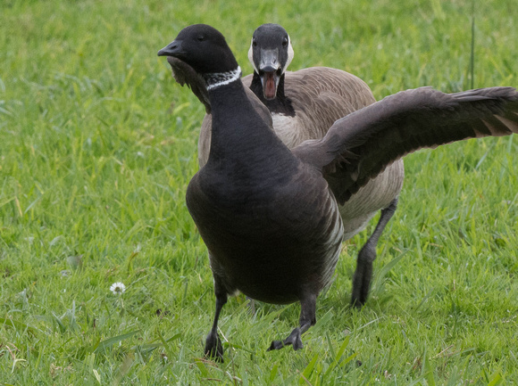 Brant chased by Canada Goose