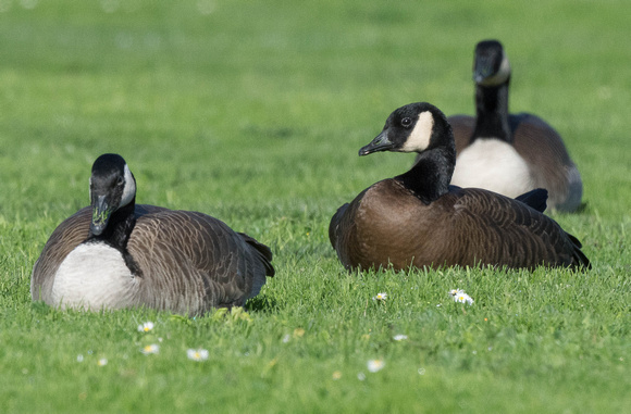 Dusky Canada Goose C. L. occidentalis with moffitti
