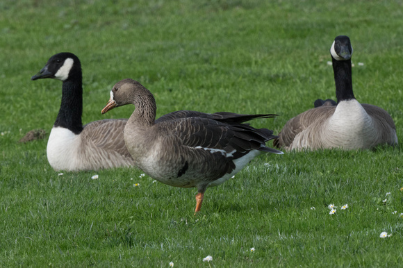 White-fronted Goose w/ Canada Geese
