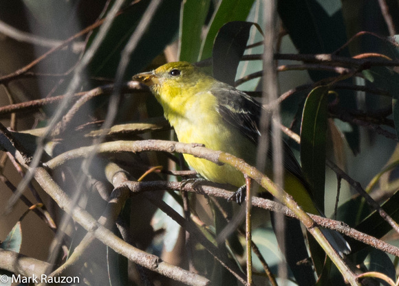 Western Tanager - female