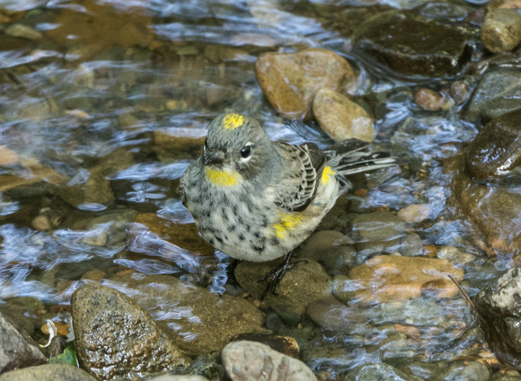 Yellow rumped warbler in sausal creek