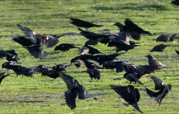 TRI-COLOR BLACKBIRDS