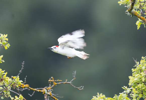 Leucistic Acorn Woodpecker flight
