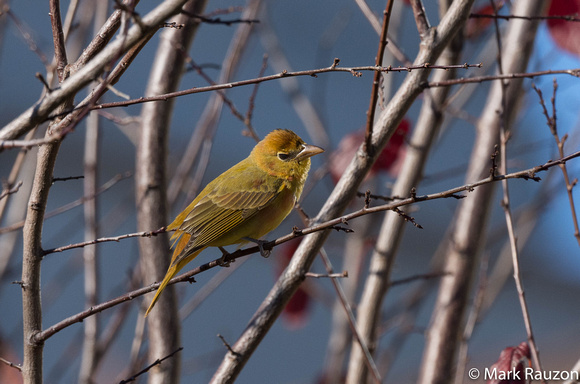 Summer Tanager - female