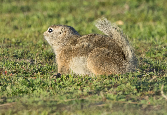San Joaquin Antelope Squirrel (Ammospermophilus nelsoni)