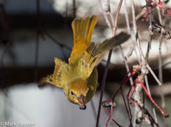 Summer Tanager - flying with grape