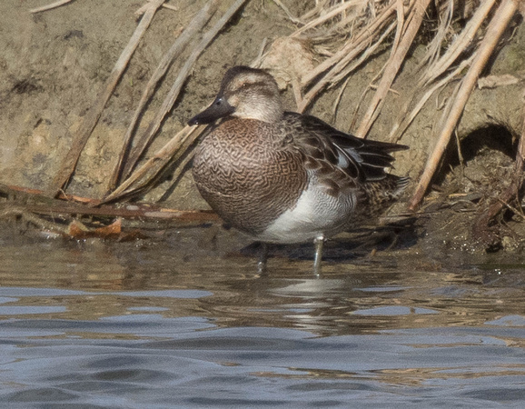 Garganey -male in eclipse plumage