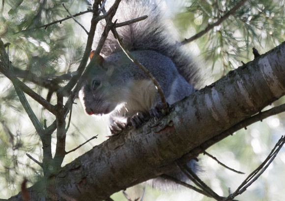 CA Gray Squirrel