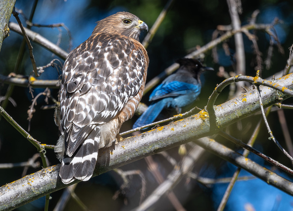 Red-shouldered Hawk and Steller's Jay