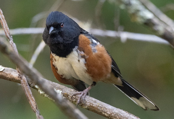 Spotted Towhee- male