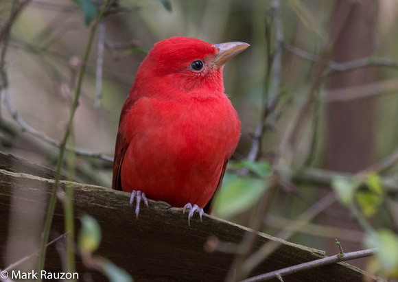 Summer Tanager (m) bee watching