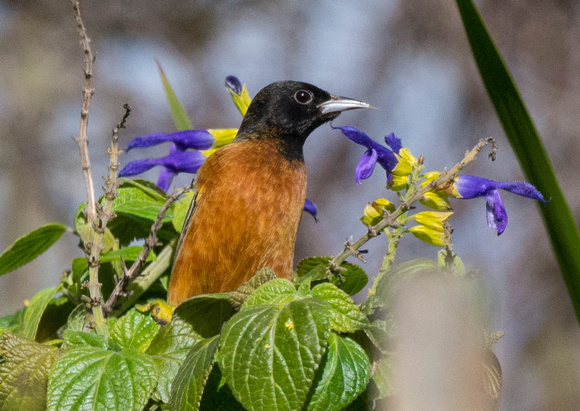 Orchard Oriole eating sage flower nectar