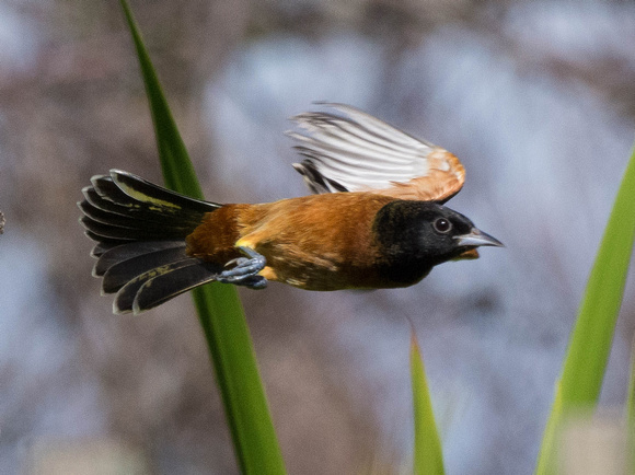 Orchard Oriole flying off