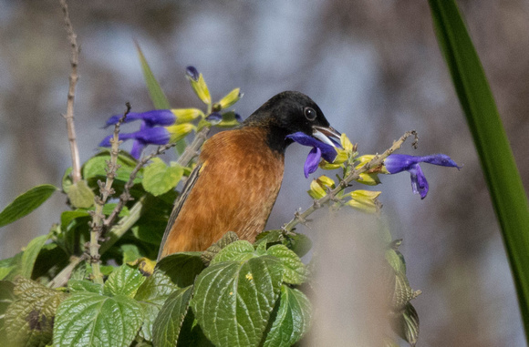 Orchard Oriole eating sage flower nectar