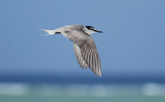 gray-backed tern in fllght