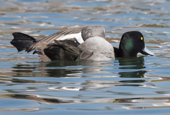Greater Scaup wingstretch