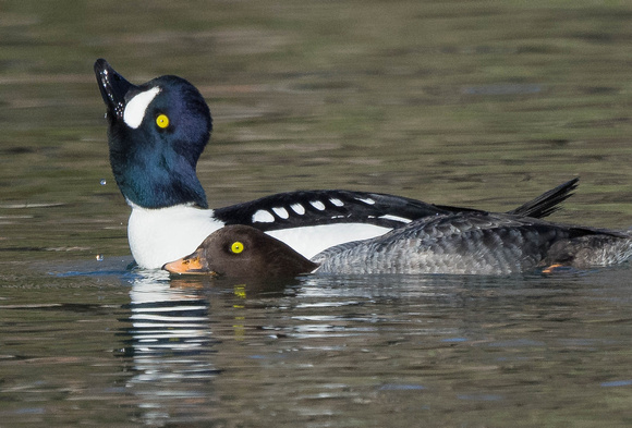 male head rise, female ducks