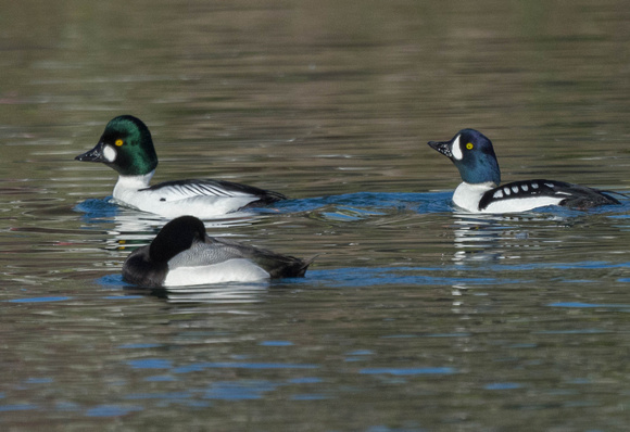 Common and Barrow's Goldeneyes males