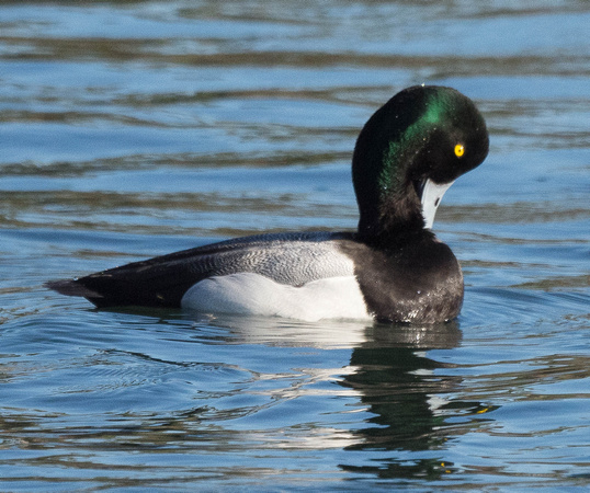 Greater Scaup- male