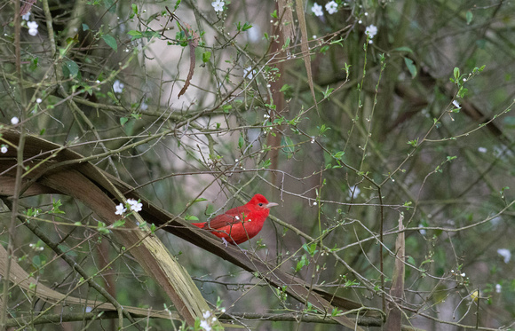 SMMER TANAGER IN SNOW BLOSSEMS