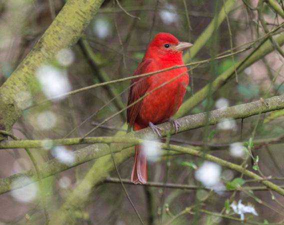 Summer Tanager (m(