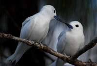 Kissing White Terns