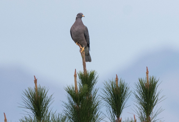 Band tailed Pigeon