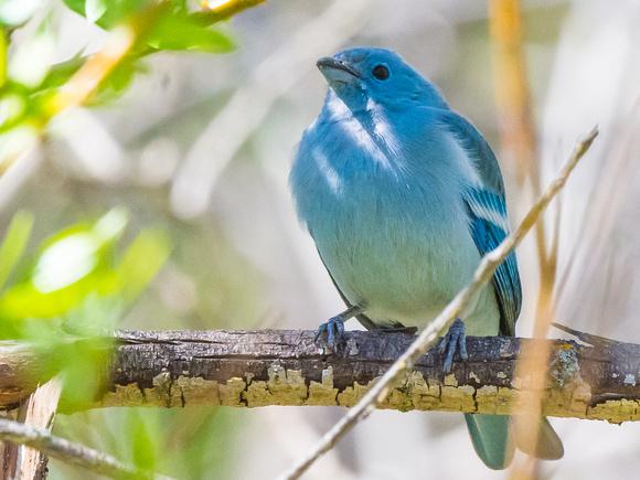 Blue-gray Tanager- white-winged spubspecies