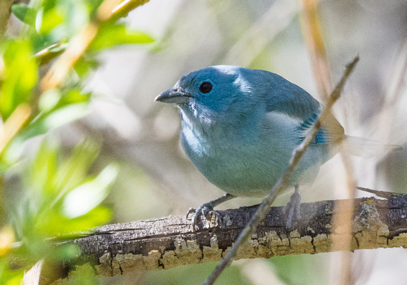 Blue-gray Tanager - white-winged subspecies