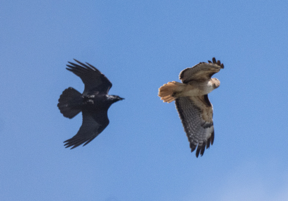 Raven chasing Redtail to surf