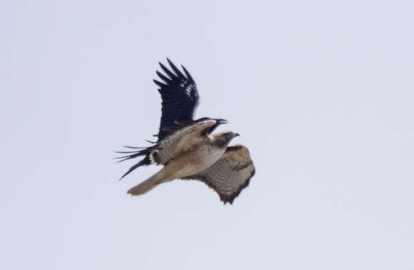 Raven catching the hawk