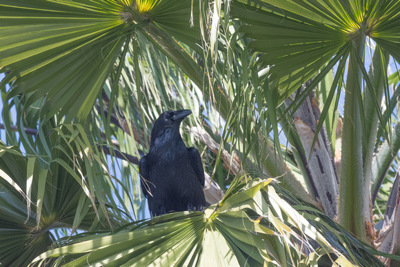 Raven looking for eggs