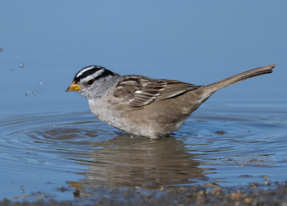White-crowned Sparrow bathing