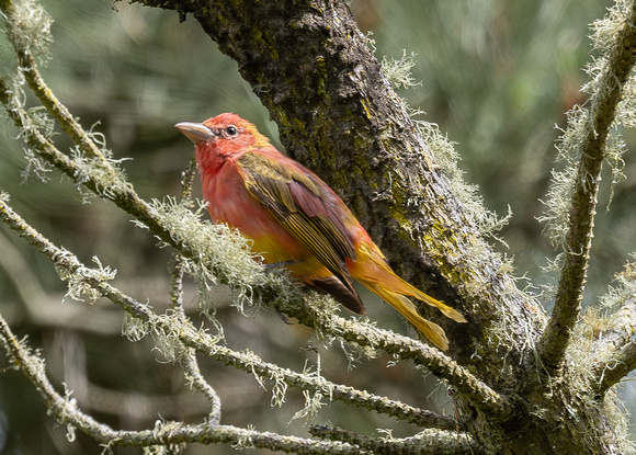 Summer Tanager- male