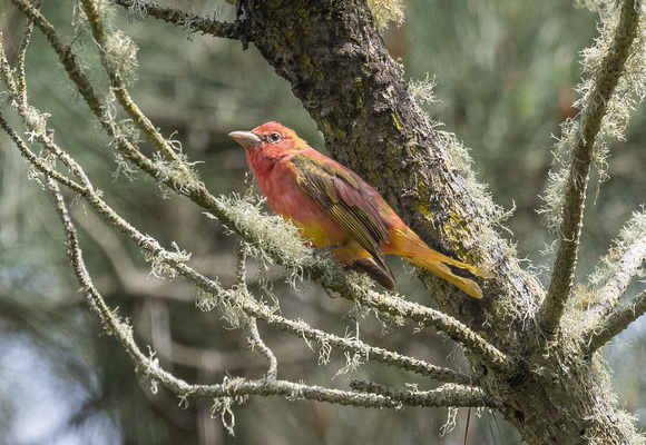 Summer Tanager - first spring male plumage