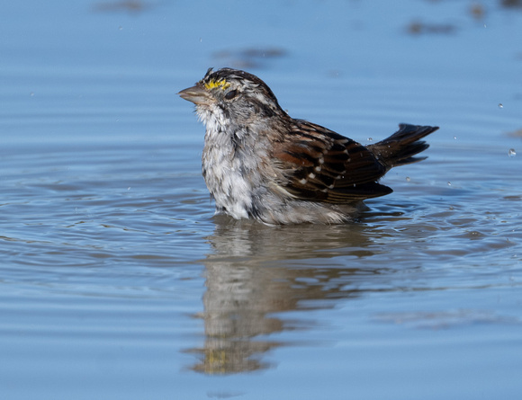 White-throated Sparrow bathing