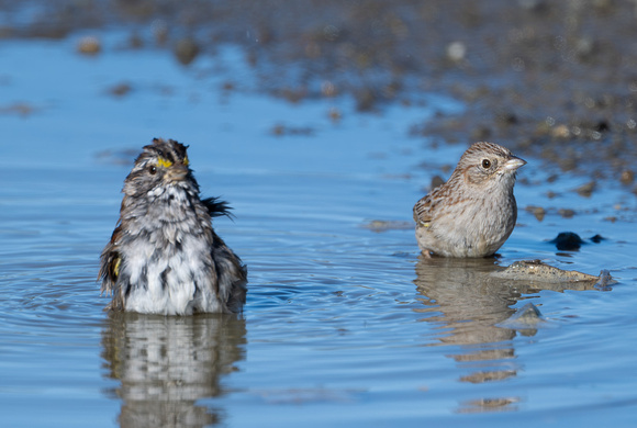 Cassin's Sparrow and White-throated Sparrow