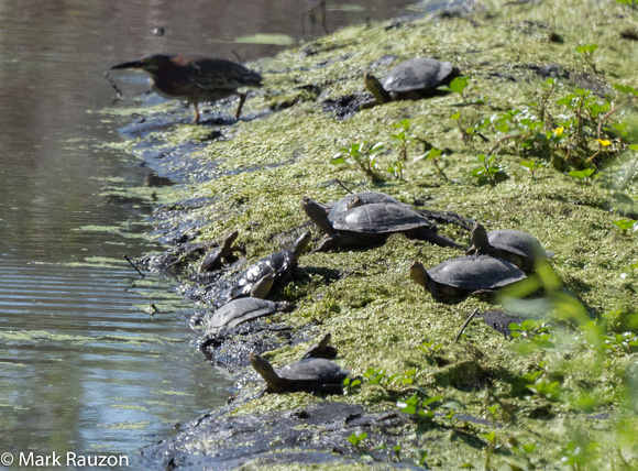 Western Pond Turtles and Green Heron