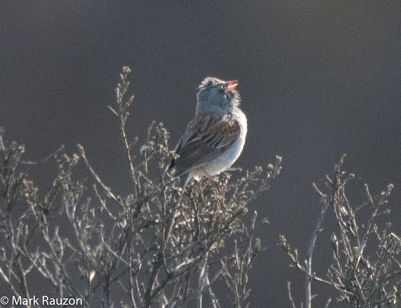 Black-chinned Sparrow  (Spizella atrogularis)