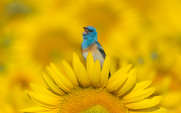 Lazuli Bunting in Sunflowers