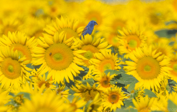 Blue Grosbeak (m) in sunflowers