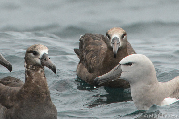 Black-footed Albatrosses w/ Salvin's Albatross