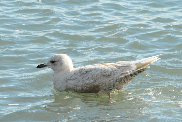 Iceland Gull (Larus glaucoides kumleini)- first cycle