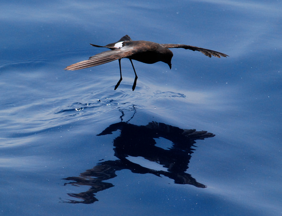 Wilson's Storm-petrel and reflection