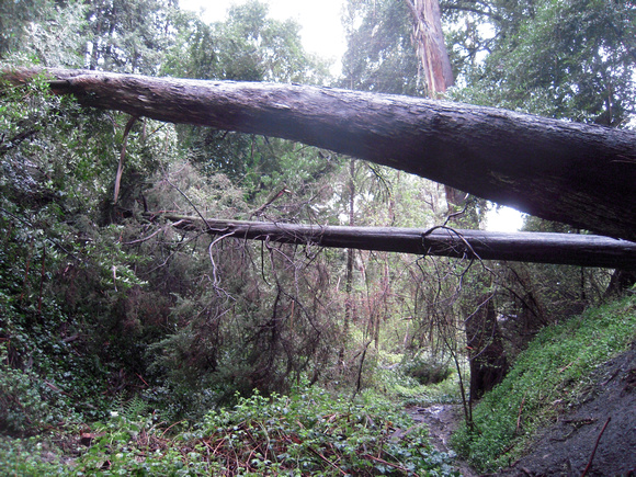 fallen trees on palo seco trail