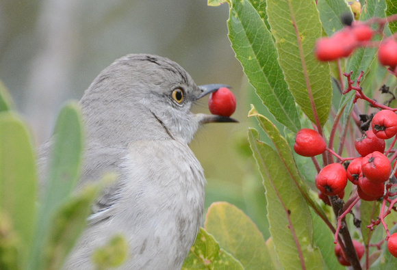 Mockingbird with Toyon berry