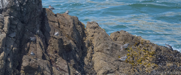 4 Wandering Tattlers and Surfbirds