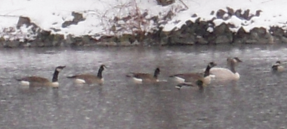 Pale subspecies of Canada Goose