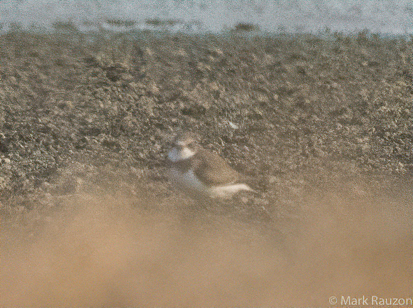 semipalmated plover immature