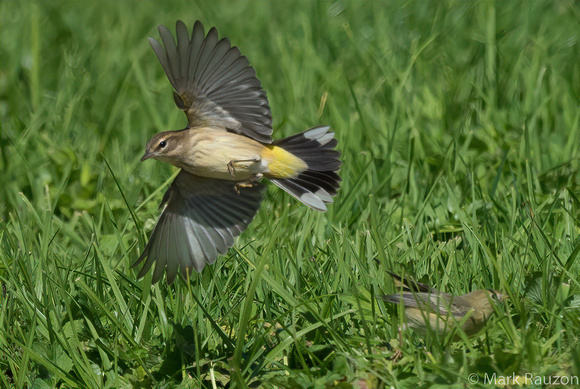Palm takes flight , & Yellow Warblers